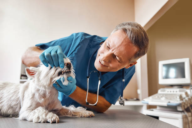 Best Emergency Dental Surgery in Snohomish, WA